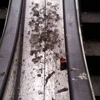 Infestation &mdash; BSM Cleaning