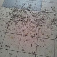 Infestation &mdash; BSM Cleaning