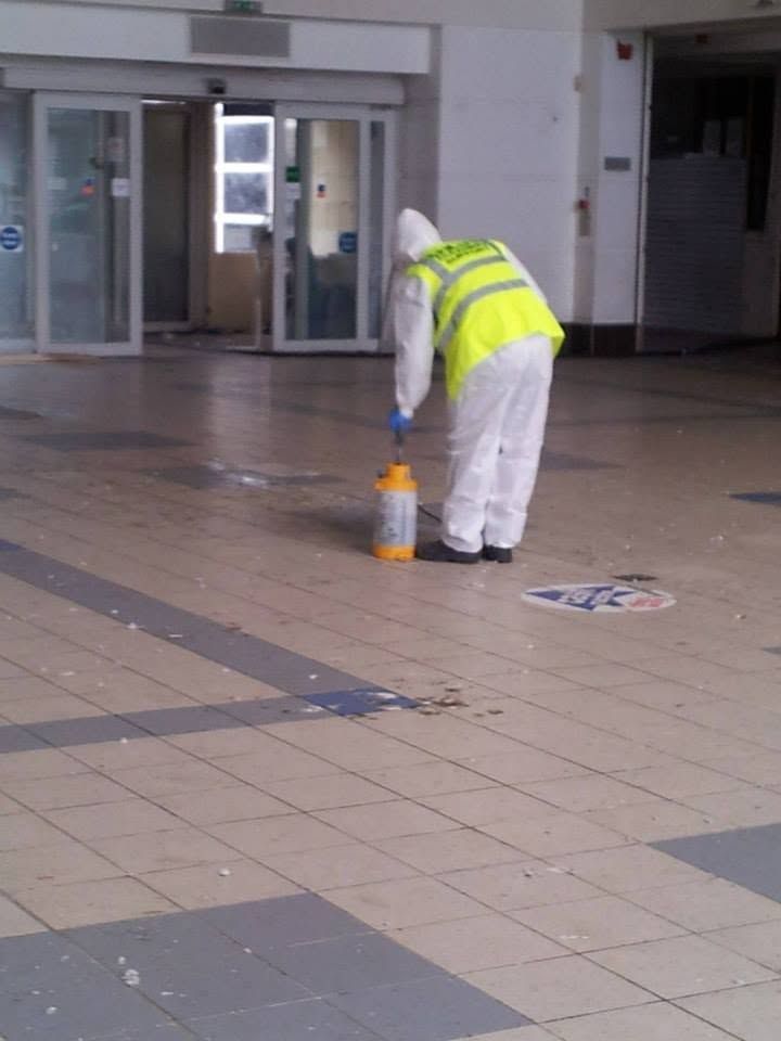 Infestation &mdash; BSM Cleaning